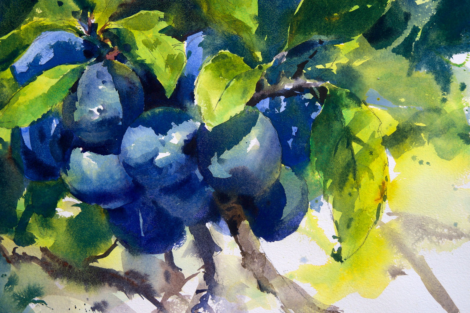 Glowing Sloes in Sunlight