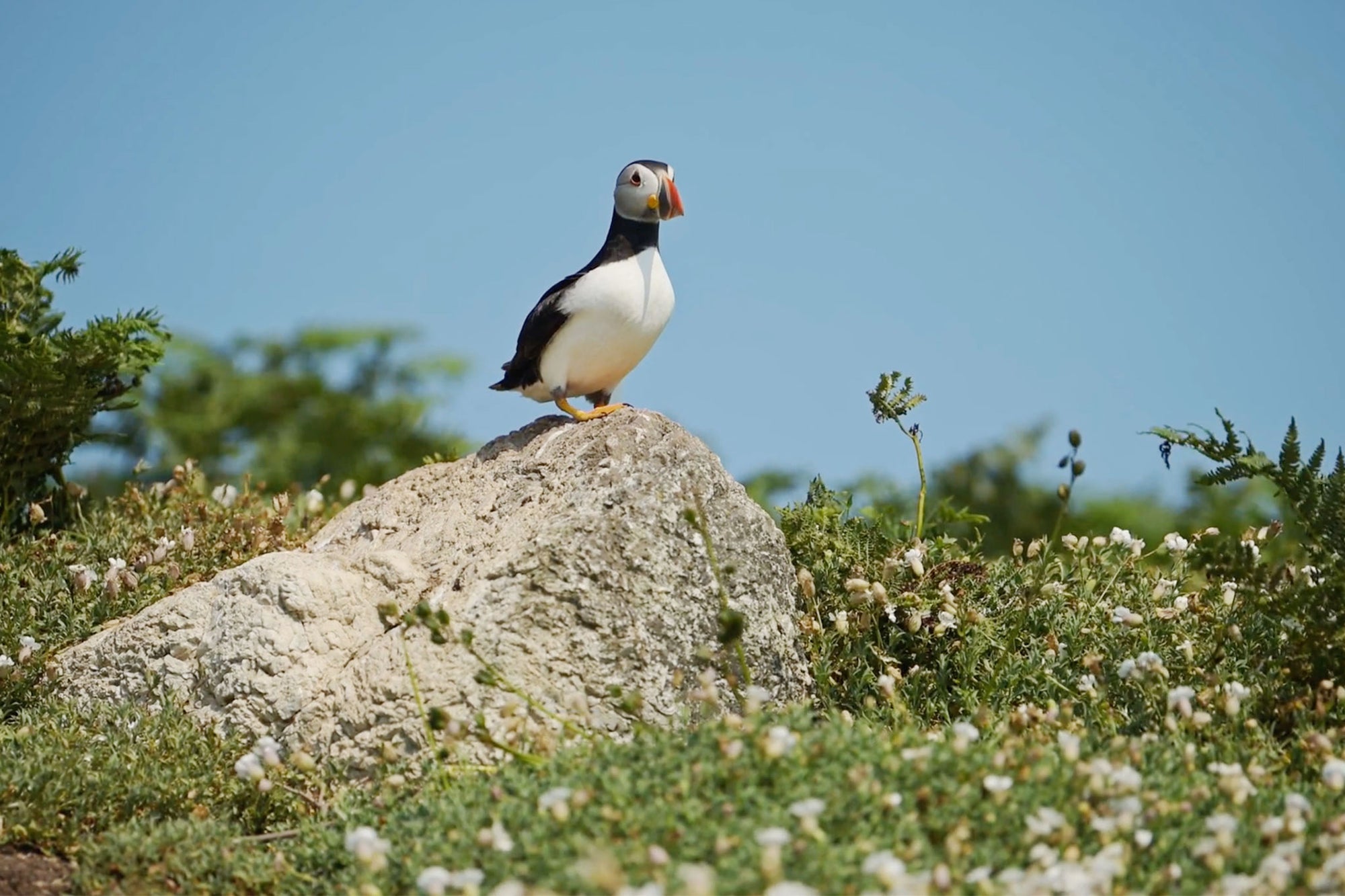 Puffins - Skomer Island
