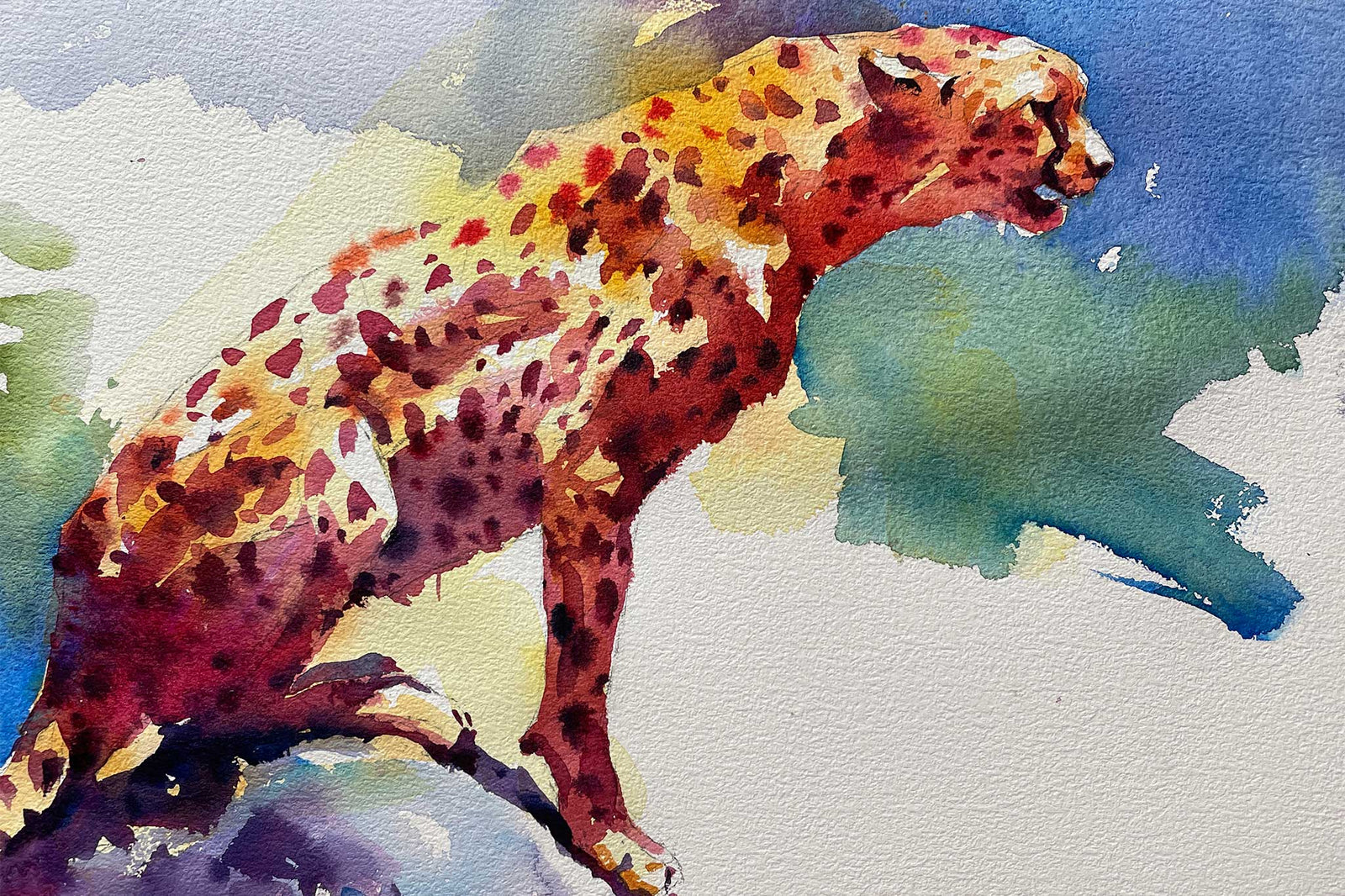 Cheetah